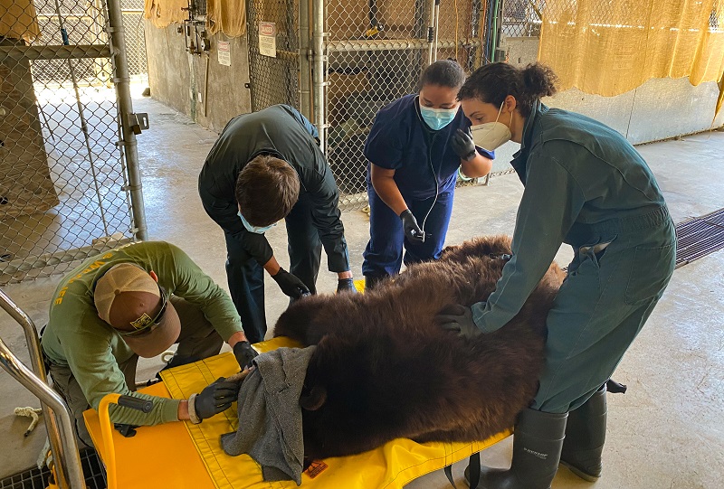 Bear 64F undergoes a veterinary evaluation at CDFW's Rancho Cordova facilities.